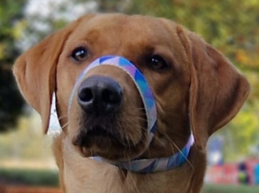 Fleece Lined Headcollar, Figure of 8 Anti-Pull