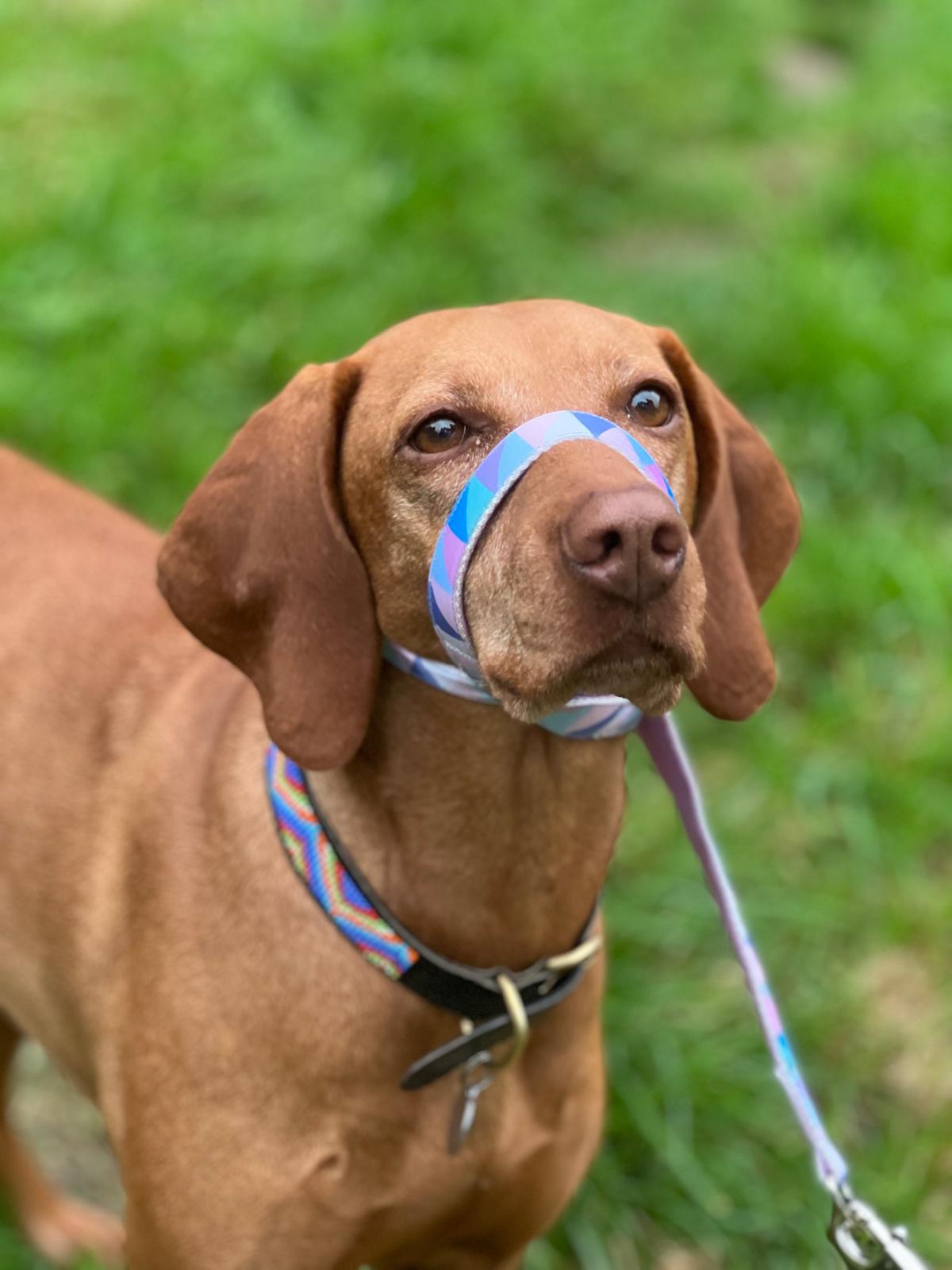 Fleece Lined Headcollar, Figure of 8 Anti-Pull